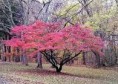 /album/flowering-trees/red-dogwood-jpg/